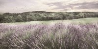 Ridge Farm Lavender Fine Art Print