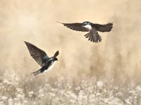 Dance of the Swallows Fine Art Print