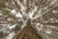 Look Up Fine Art Print