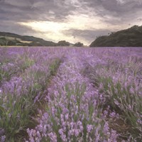 Field of Lavender Fine Art Print