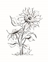 Sunflower Charcoal Sketch Fine Art Print
