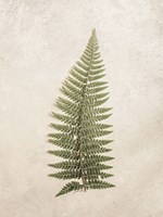 Vintage Fern I Fine Art Print