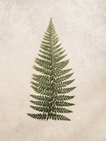 Vintage Fern II Fine Art Print