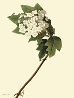Vintage Flower Bloom Fine Art Print