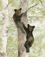 Bear Cub in Tree 1 Fine Art Print