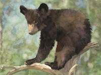 Bear Cub in Tree 2 Fine Art Print
