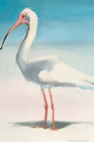 Boca Ibis Fine Art Print