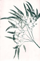 Eucalyptus 2 Green Fine Art Print