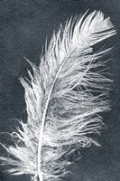 Feather 1 Dark Fine Art Print