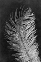 Feather 3 Dark Fine Art Print
