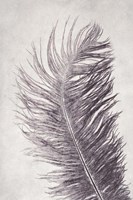 Feather 4 Light Fine Art Print