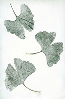 Ginkgo 1 Green Fine Art Print