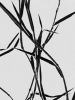 Grass Detail White Fine Art Print