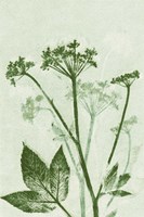 Ground Elder Green Fine Art Print