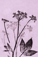 Ground Elder Violet Fine Art Print
