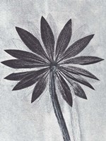 Lupine Smoke Fine Art Print