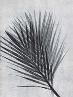 Palm 1 Grey Fine Art Print