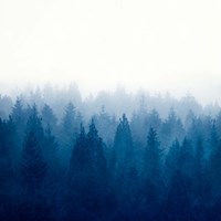 Heart and Soul - Foggy Forest Fine Art Print