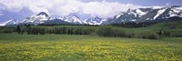 Wildflowers in a field with mountains, Montana Fine Art Print