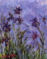 Iris by Claude Monet - various sizes