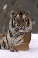 Siberian Tiger in the Snow Fine Art Print