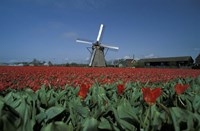 Windmill Amsterdam Netherlands Fine Art Print