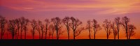 Silhouette of Locus trees in a countryside, Pennsylvania Fine Art Print