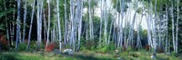 Downy birch trees in a forest, New Hampshire Fine Art Print