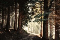 Light Magic Fine Art Print