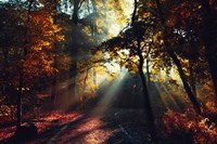 Magic Forest Light Fine Art Print