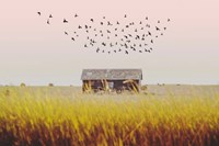 Harvest Barn Fine Art Print