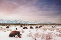 Herds of The Tetons Fine Art Print