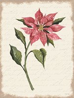Poinsettia Botanical I Framed Print