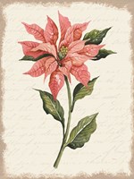 Poinsettia Botanical II Framed Print