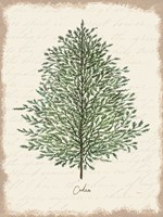 Cedar Botanical Framed Print