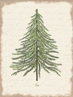 Fir Botanical Framed Print