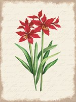 Red Amaryllis Botanical I Fine Art Print