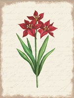Red Amaryllis Botanical II Fine Art Print