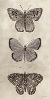 Antique Butterflies I Framed Print