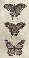 Antique Butterflies II Fine Art Print