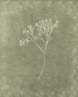 Floral II Framed Print