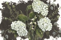 Hydrangeas in White Fine Art Print