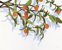Kumquats Fine Art Print