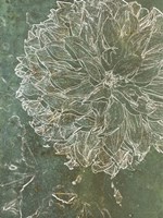 Bud Growth 1 Fine Art Print