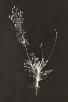 You Can't X-ray Beauty Fine Art Print