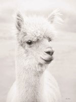 Alpie the Alpaca Fine Art Print