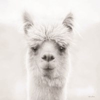 Chip the Alpaca Fine Art Print