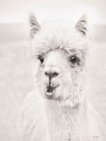 Clover the Alpaca Fine Art Print