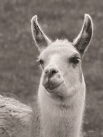 Smiling Llama Fine Art Print