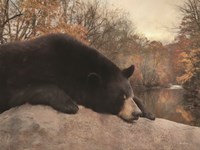 Don't Poke the Bear Fine Art Print